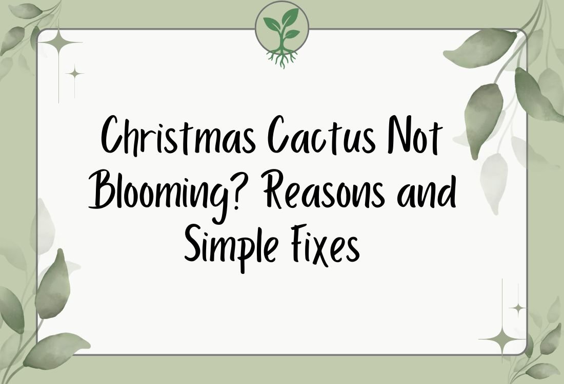 Christmas Cactus Not Blooming? Reasons and Simple Fixes
