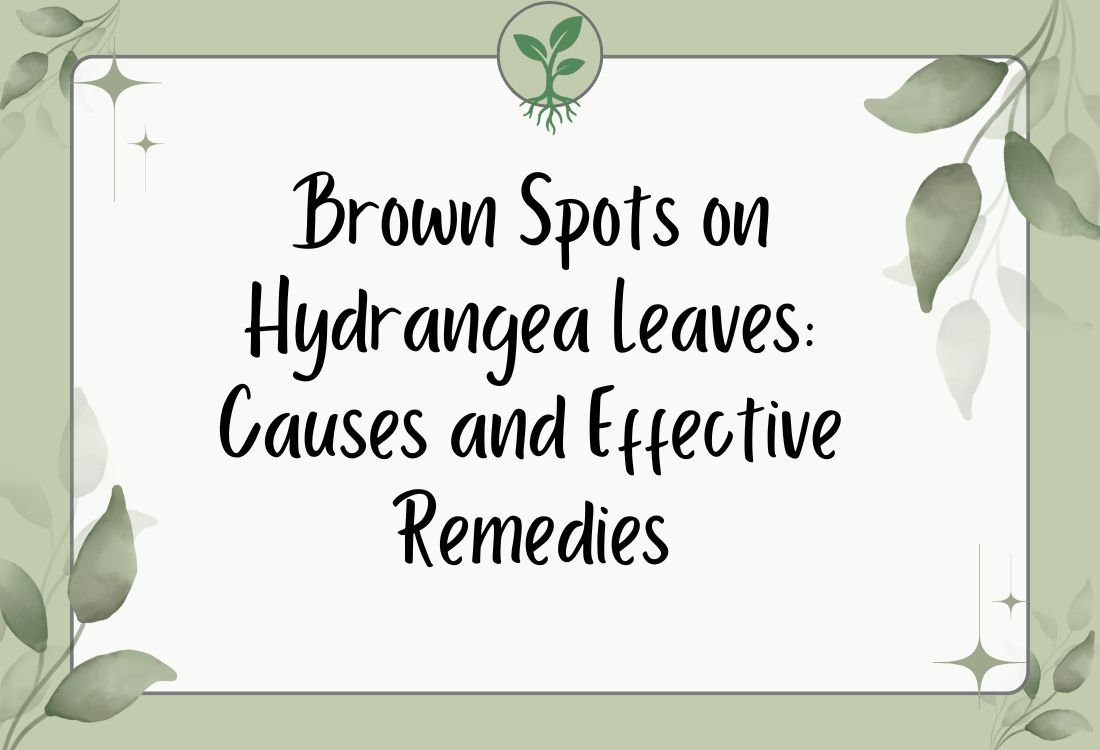 Brown Spots on Hydrangea Leaves: Causes and Effective Remedies