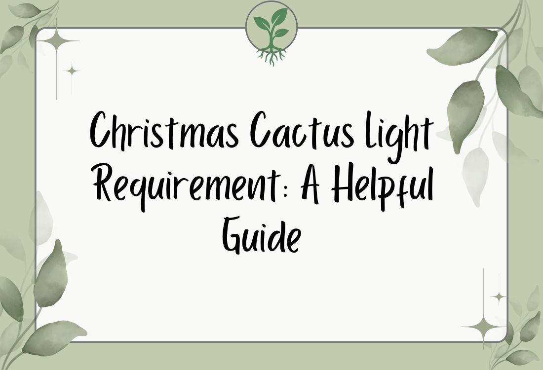 Christmas Cactus Light Requirement: A Helpful Guide