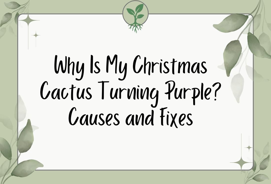 Why Is My Christmas Cactus Turning Purple? Causes and Fixes