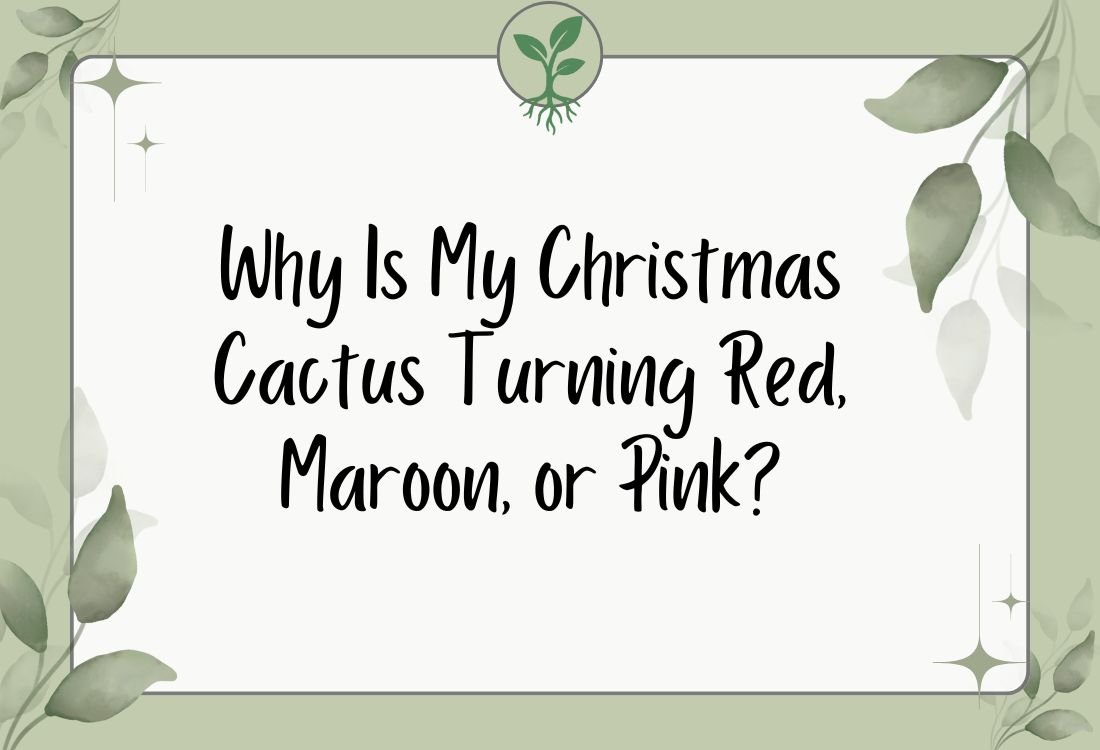 Why Is My Christmas Cactus Turning Red, Maroon, or Pink? Fixing the Problem Step-by-Step