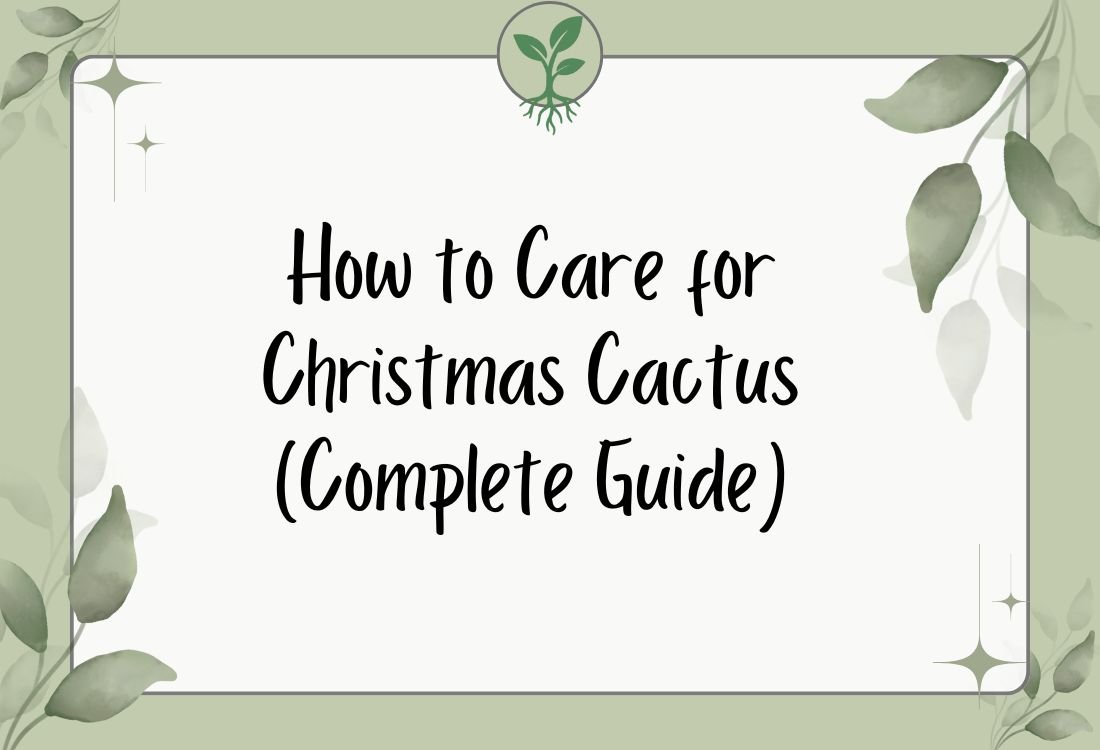 How to Care for Christmas Cactus (Complete Guide)