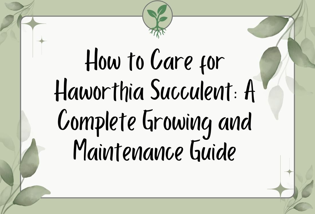 How to Care for Haworthia Succulent: A Complete Growing and Maintenance Guide