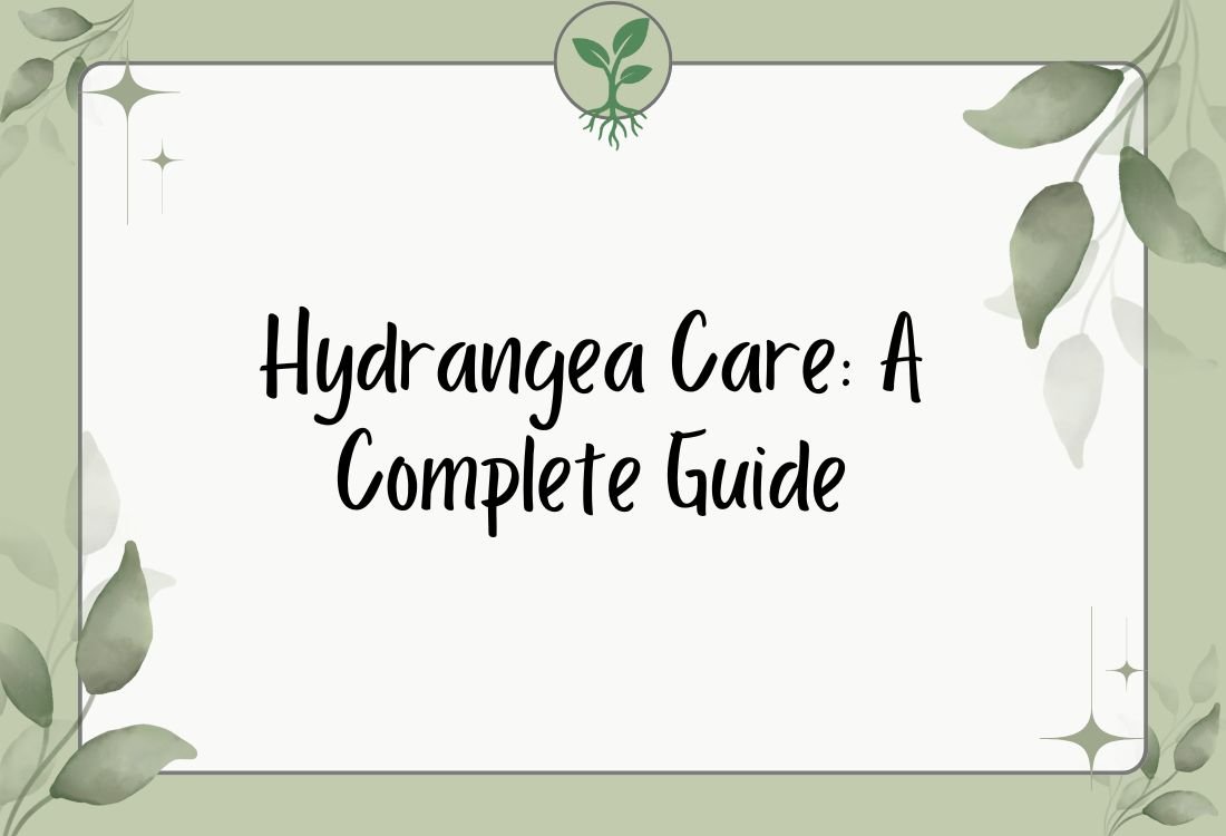 Hydrangea Care: A Complete Guide