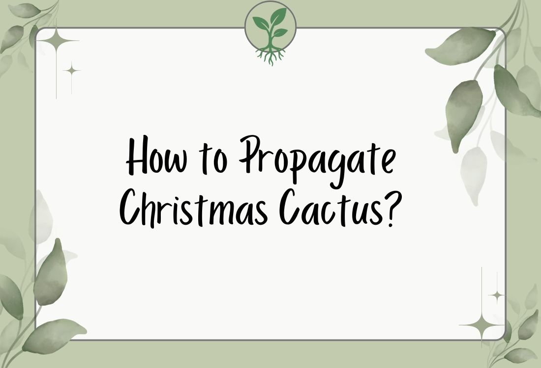 How to Propagate Christmas Cactus? (Complete Step-by-Step Guide)