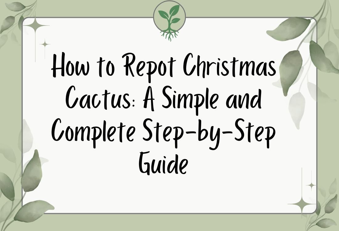 How to Repot Christmas Cactus: A Simple and Complete Step-by-Step Guide