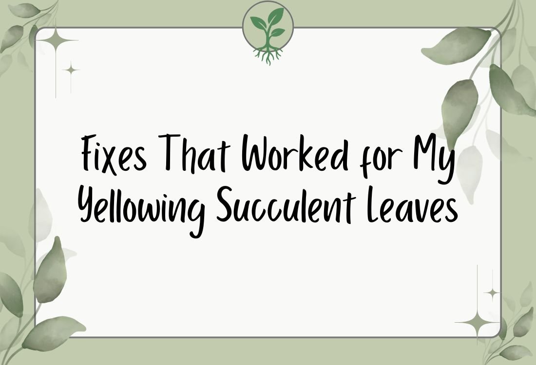 Fixes That Worked for My Yellowing Succulent Leaves
