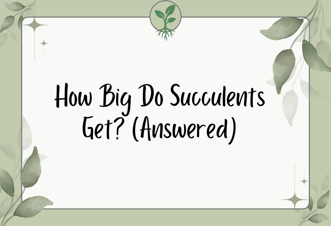How Big Do Succulents Get? (Answered)