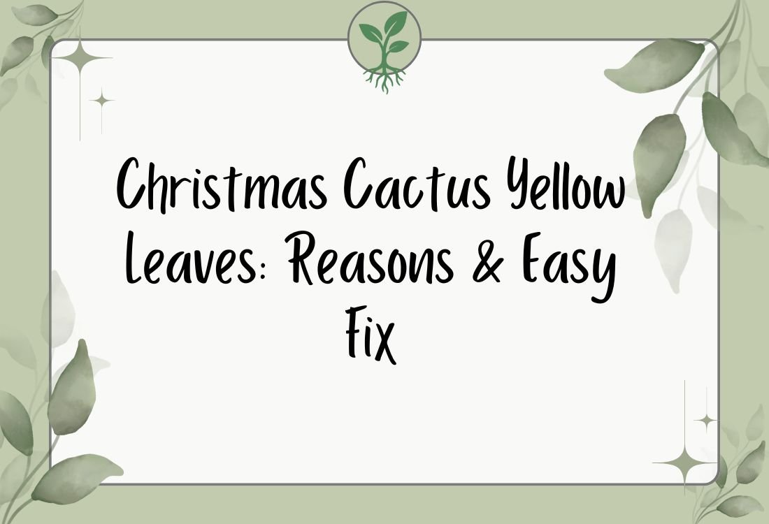 Christmas Cactus Yellow Leaves: Reasons & Easy Fix